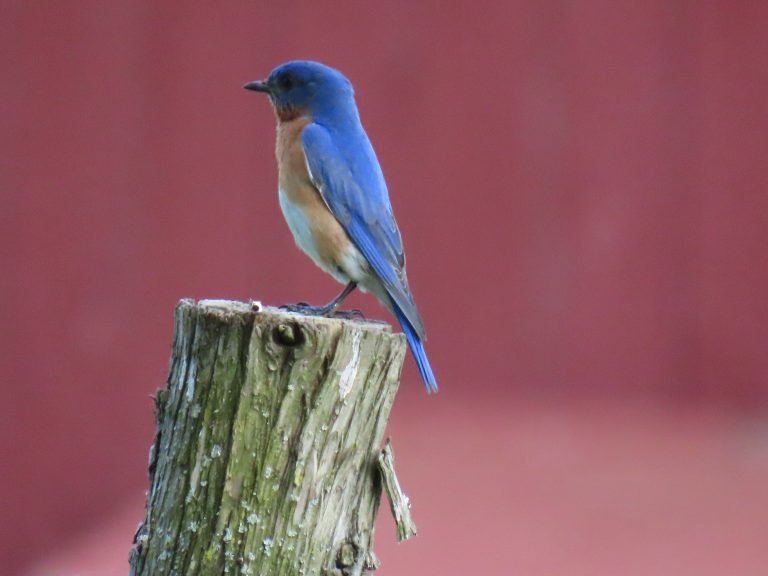 Eastern Bluebird