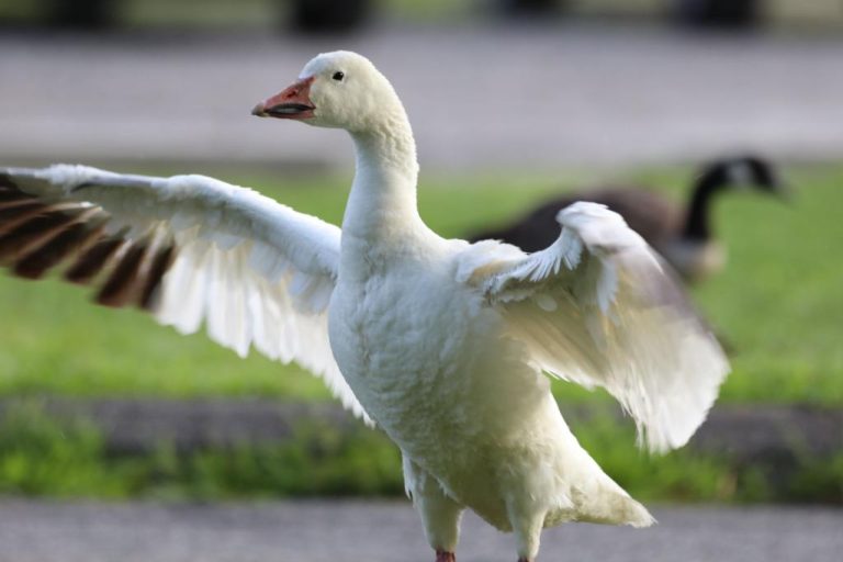 Snow Goose