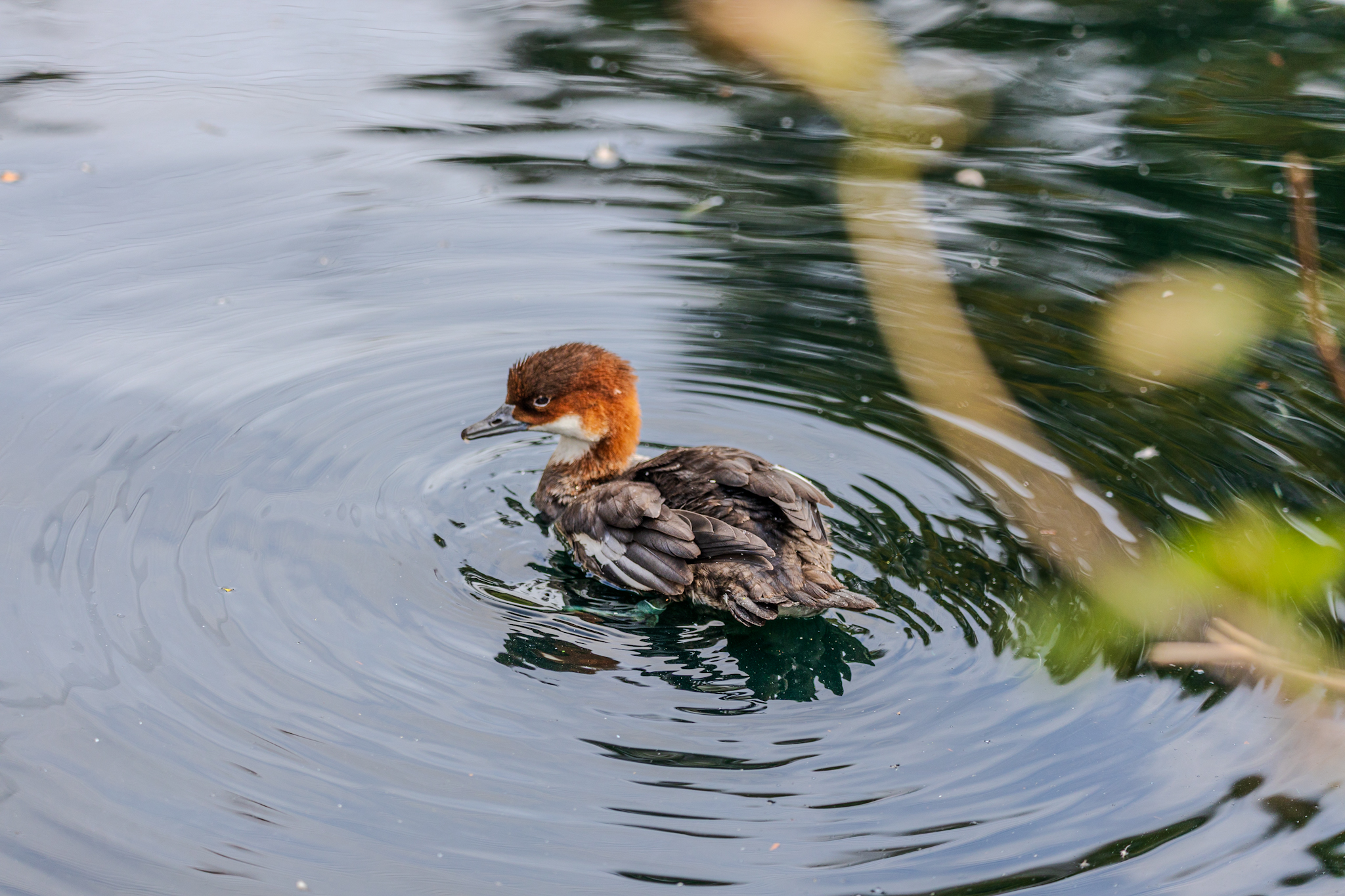 A Female Smew creating a large ripple effect after fluffing up her feathers