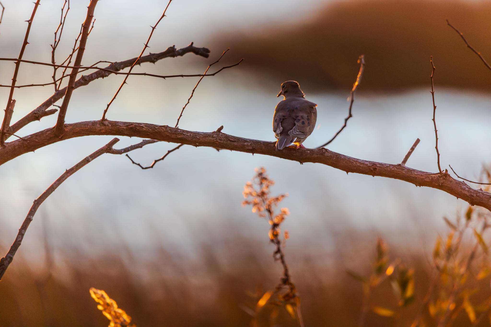 Mourning Dove Golden-hour