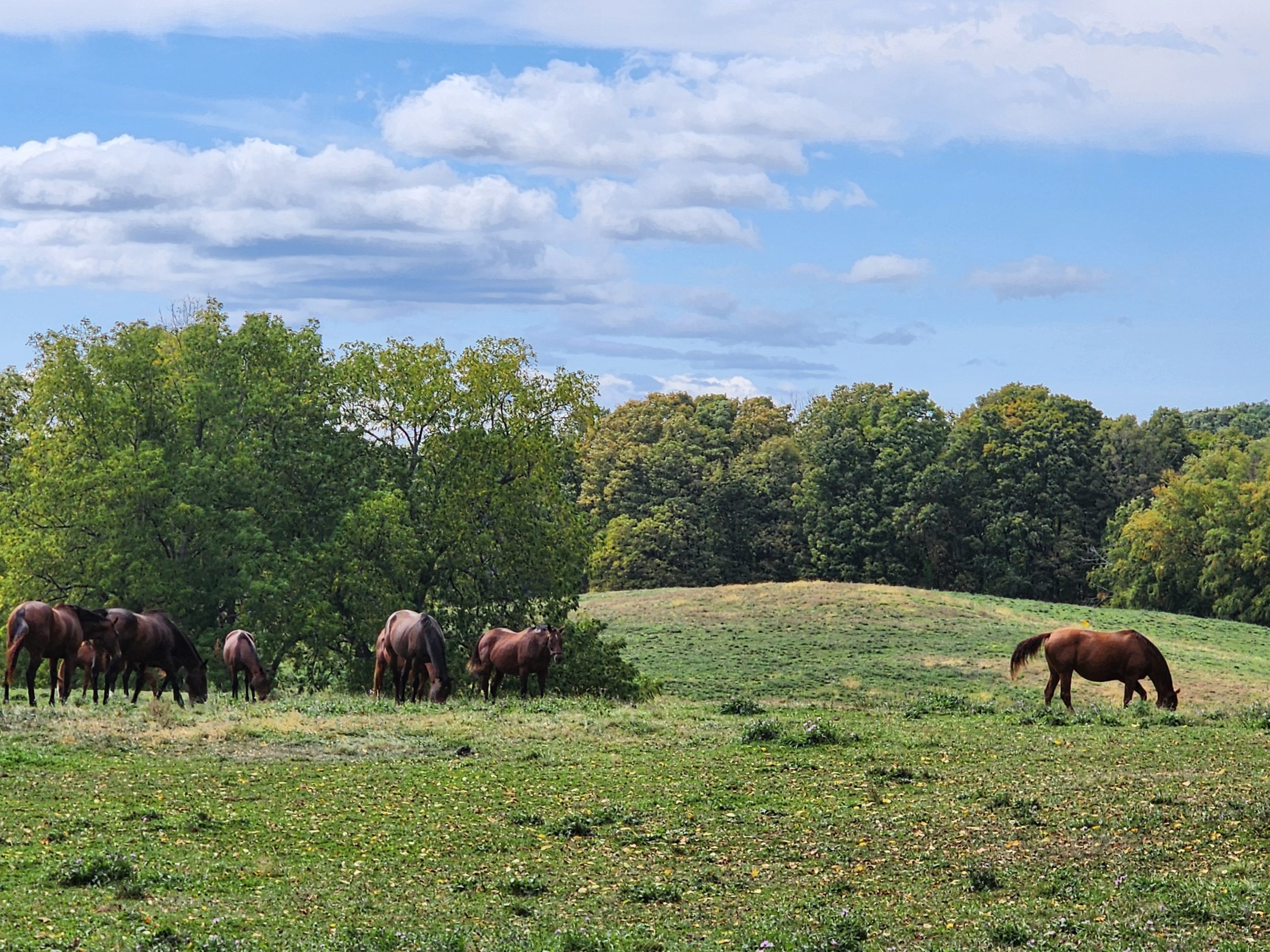 Horses Grazing with Beautiful Sky